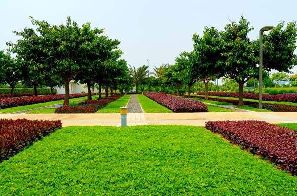 夏季苗木移植方法來了-園林綠化養護