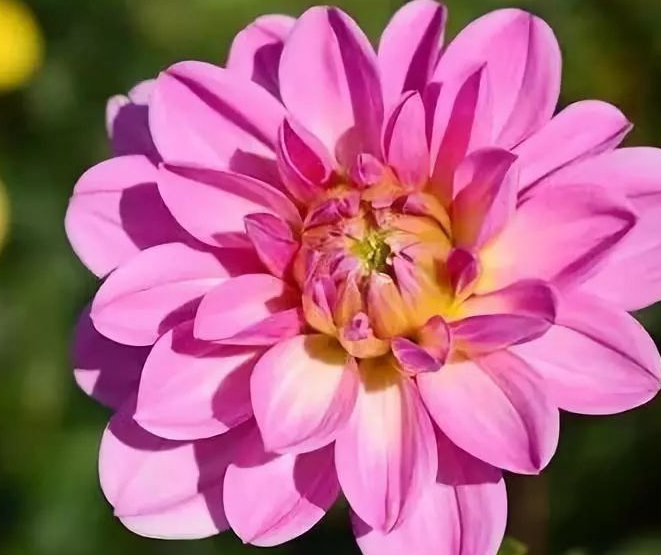 綠化工程:你知道白酒也能養花嗎