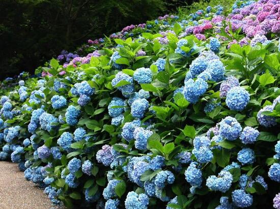 景觀工程繡球花怎么養護和修剪